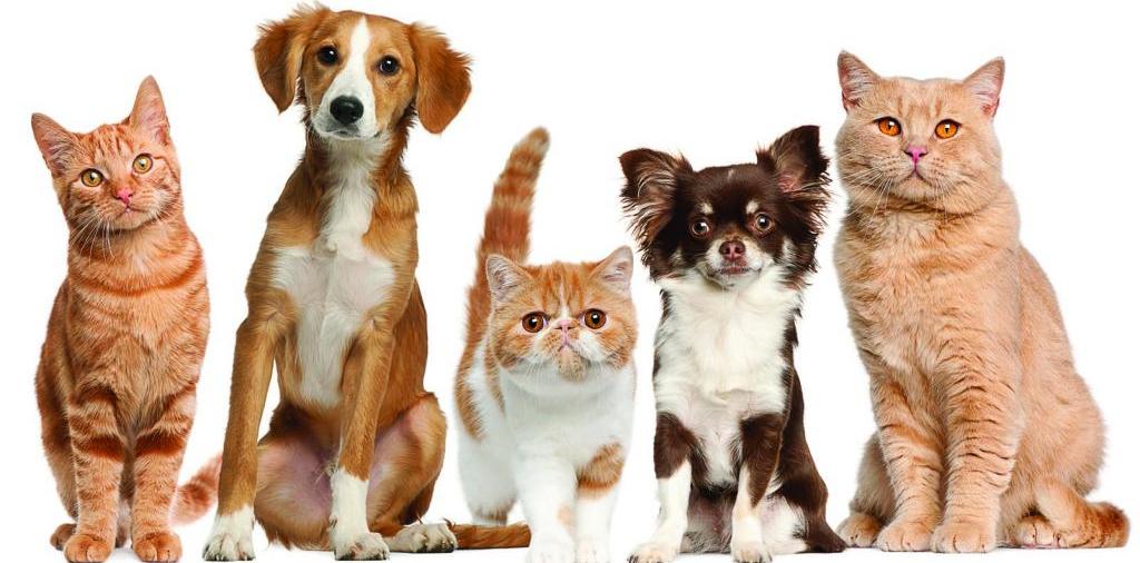 Доска объявлений о животных | ЗооТом - продажа, вязка и услуги для животных в Арзгире
