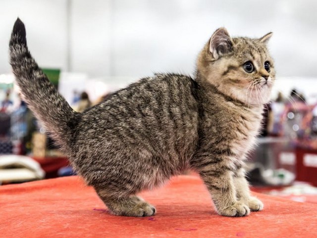 Породы кошек в Арзгире | ЗооТом портал о животных