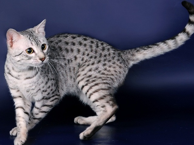 Породы кошек в Арзгире | ЗооТом портал о животных