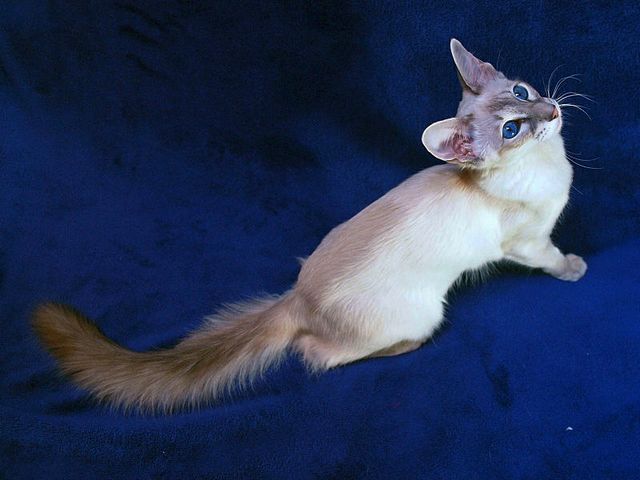 Выведенные породы кошек в Арзгире | ЗооТом портал о животных