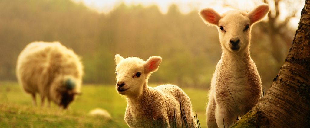 Объявления о сельскохозяйственных животных | ЗооТом - продажа, вязка и услуги для животных в Арзгире