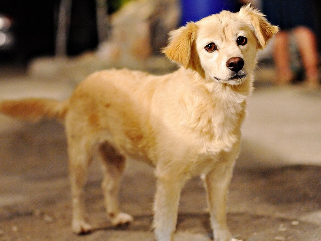 Породы собак в Арзгире | ЗооТом портал о животных
