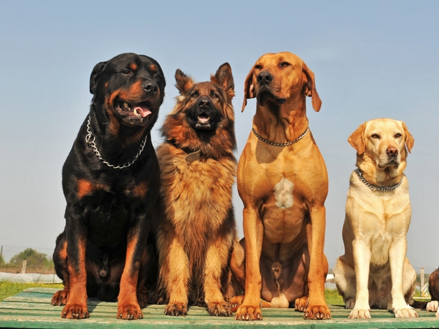 Крупные породы собак в Арзгире | ЗооТом портал о животных