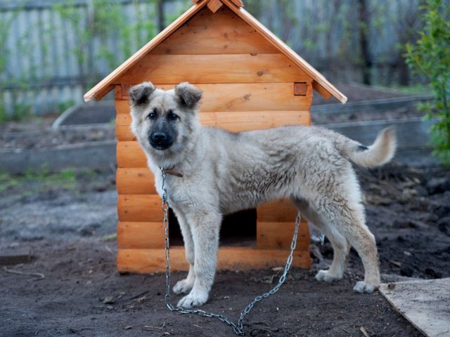 Все о собаках в Арзгире Все о собаках в Арзгире